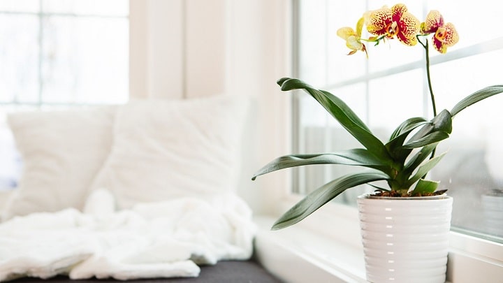 عوامل موثر بر انتخاب مکان مناسب برای گیاهان آپارتمانی عوامل موثر بر انتخاب مکان مناسب برای گیاهان آپارتمانی