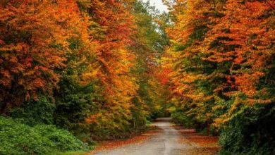 5 لوکیشن پاییزی که از تراپی رفتن بهتر است