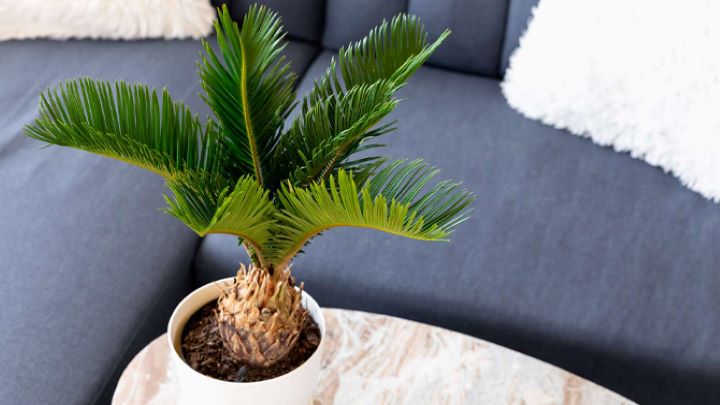 گیاهان شیک آپارتمانی که ماهی یک بار آبیاری میخواهند