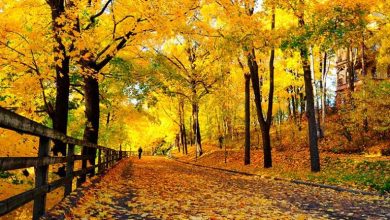 8 مقصد شگفتانگیز ایران برای سفر در پاییز