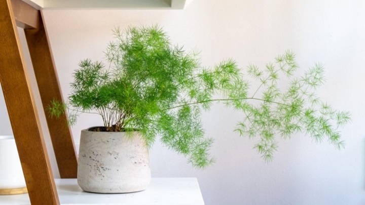 21 گیاه کمیاب با نگهداری آسان و بدون دردسر 21 گیاه کمیاب با نگهداری آسان و بدون دردسر