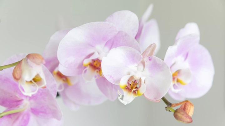 21 گیاه کمیاب با نگهداری آسان و بدون دردسر 21 گیاه کمیاب با نگهداری آسان و بدون دردسر