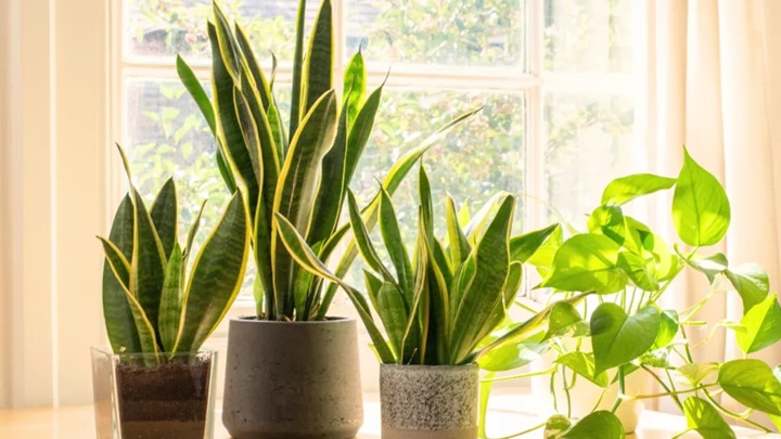 21 گیاه کمیاب با نگهداری آسان و بدون دردسر 21 گیاه کمیاب با نگهداری آسان و بدون دردسر