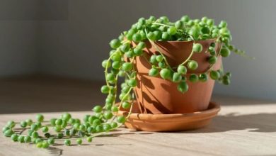 به این گیاهان شیک آپارتمانی ماهی یک بار آب بدهید