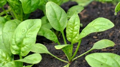 آموزش کاشت و پرورش اسفناج در گلدان برای تازهکارها