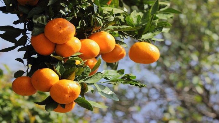نحوه تشخیص نارنگی شیرین و بدون دانه نحوه تشخیص نارنگی شیرین و بدون دانه