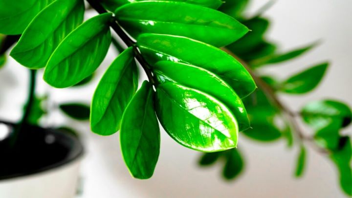 گیاهان شیک آپارتمانی که ماهی یک بار آبیاری میخواهند