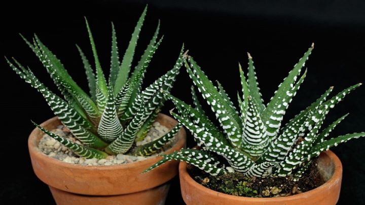 گیاهان شیک آپارتمانی که ماهی یک بار آبیاری میخواهند