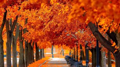 لوکیشن‌های پاییزی اطراف کرج که حتما باید ببینید