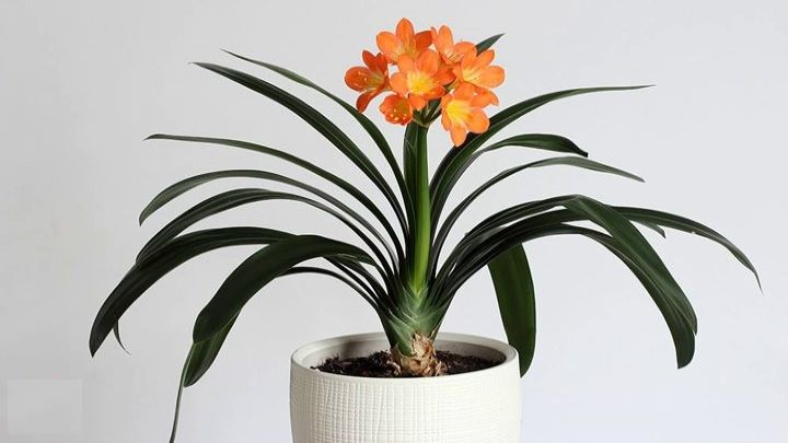 زیباترین گیاهان آپارتمانی استوایی