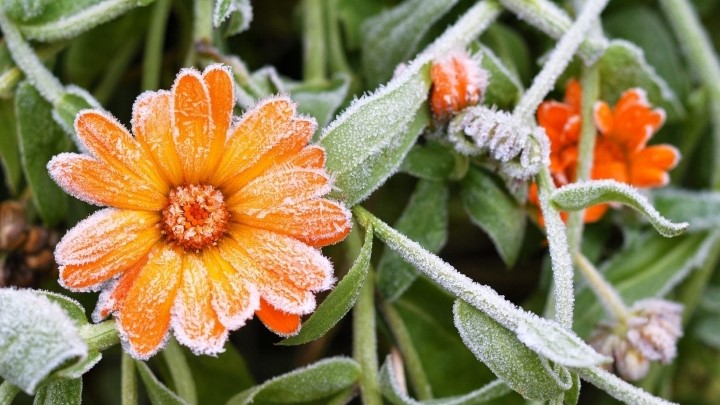 گل همیشه بهار از زیباترین گلهای مقاوم در برار سرما گل همیشه بهار از زیباترین گلهای مقاوم در برار سرما
