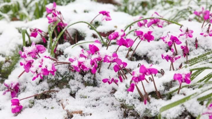 سیکلامن از گلهای مقاوم به سرما سیکلامن از گلهای مقاوم به سرما