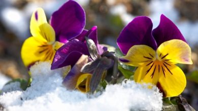 9 گل مقاوم به سرما؛ باغچه‌ای همیشه سبز در تمام فصول