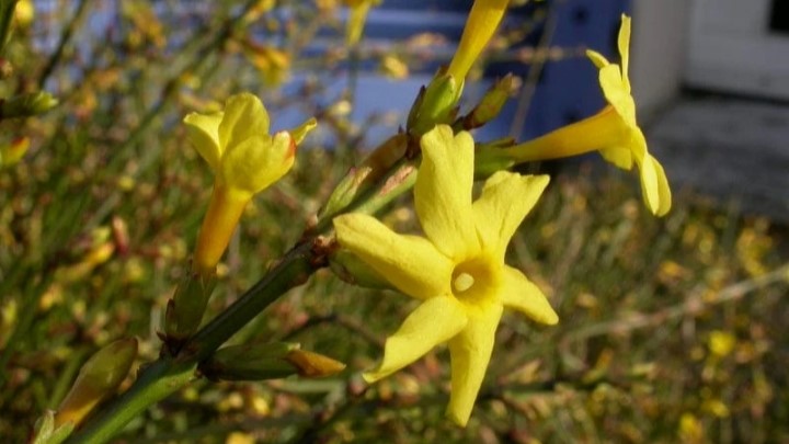 یاس زمستانه از گلهای مقاوم به سرما یاس زمستانه از گلهای مقاوم به سرما