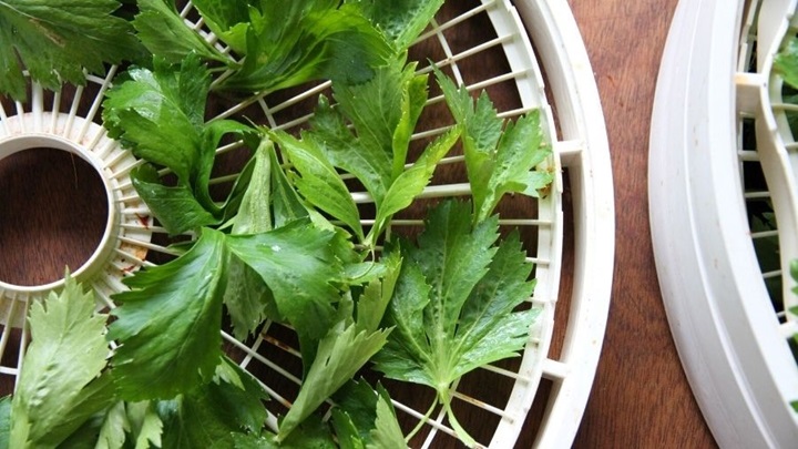 خشک کردن برگ کرفس در دستگاه خشککن خشک کردن برگ کرفس در دستگاه خشککن