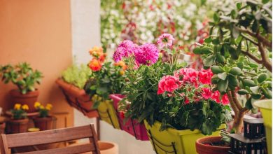 13 گل و گیاهان مناسب بالکن + نحوه مراقبت