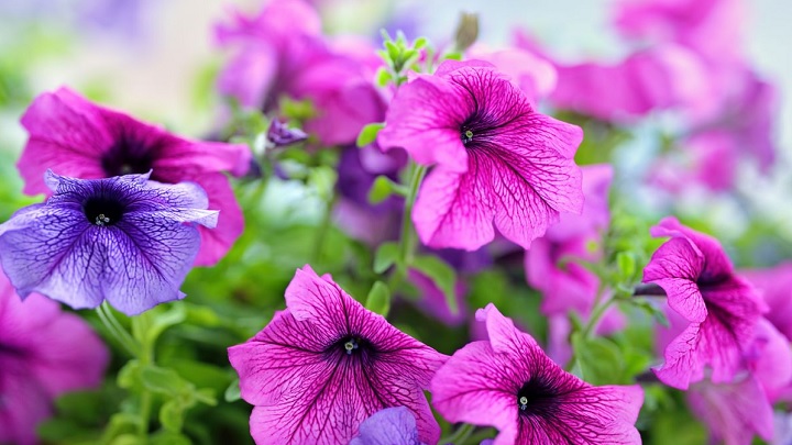 بهترین گیاهان برای نگهداری در بالکن