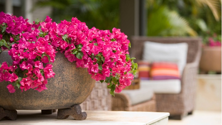 گل کاغذی از بهترین گیاهان برای نگهداری در بالکن