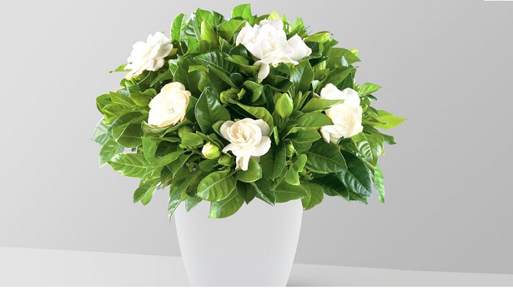 خوشبوترین گیاهان و گلهای آپارتمانی معطر خوشبوترین گیاهان و گلهای آپارتمانی معطر