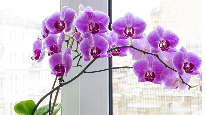 ارکیده از گیاهان خانگی خوشبو ارکیده از گیاهان خانگی خوشبو