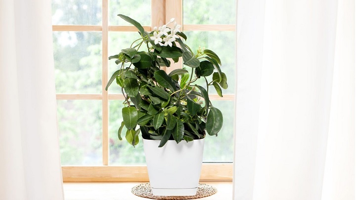 یاس از گیاهان خانگی خوشبو یاس از گیاهان خانگی خوشبو