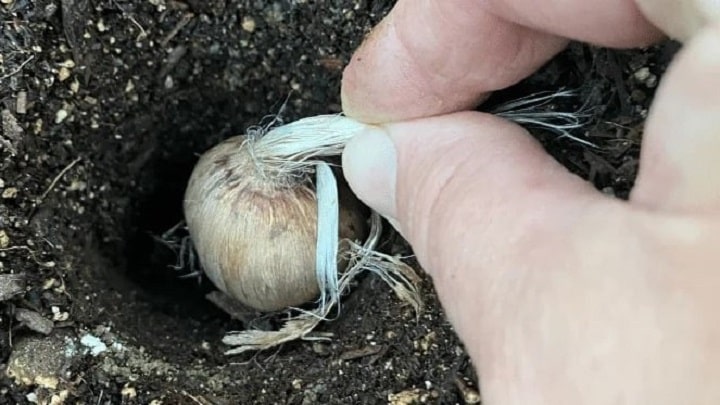 نحوه کاشت زعفران در گلدان در خانه مرحله به مرحله نحوه کاشت زعفران در گلدان در خانه مرحله به مرحله