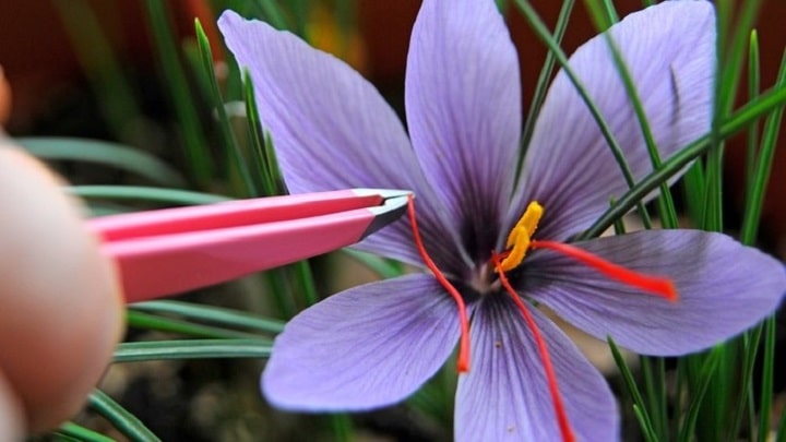 نکات مهم در خصوص کاشت زعفران در گلدان نکات مهم در خصوص کاشت زعفران در گلدان