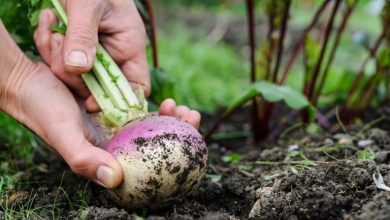 نحوه کاشت شلغم در گلدان؛ از کاشت تا برداشت