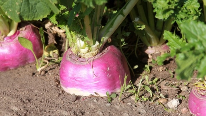 راهنمای گام به گام کاشت شلغم در گلدان راهنمای گام به گام کاشت شلغم در گلدان