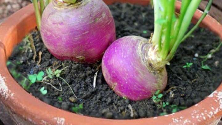 نکات مهم کاشت شلغم در گلدان نکات مهم کاشت شلغم در گلدان