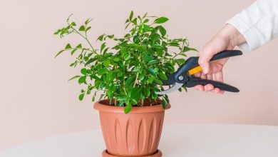نحوه هرس کردن گیاهان خانگی؛ گیاهانتان را احیا کنید