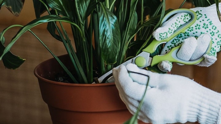 نکات مهم در خصوص هرس کردن گیاهان خانگی نکات مهم در خصوص هرس کردن گیاهان خانگی