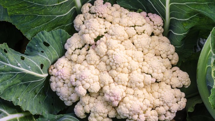 چگونه یک گل کلم ترد و مرغوب را در بازار تشخیص دهیم؟ چگونه یک گل کلم ترد و مرغوب را در بازار تشخیص دهیم؟