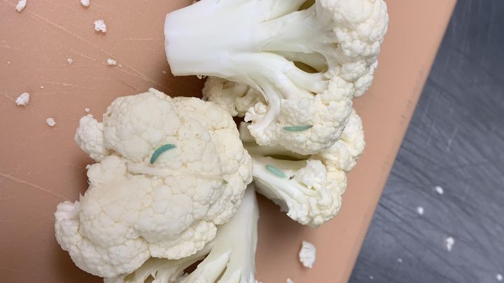 چگونه گل کلم را تا مدت بیشتری تازه و سالم نگهداری کنم؟ چگونه گل کلم را تا مدت بیشتری تازه و سالم نگهداری کنم؟