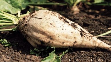 روش نگهداری چغندر قند پخته برای مدت طولانی