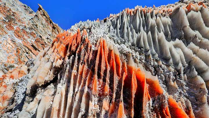 پوشش گیاهی و جانوری گنبد نمکی جاشک پوشش گیاهی و جانوری گنبد نمکی جاشک