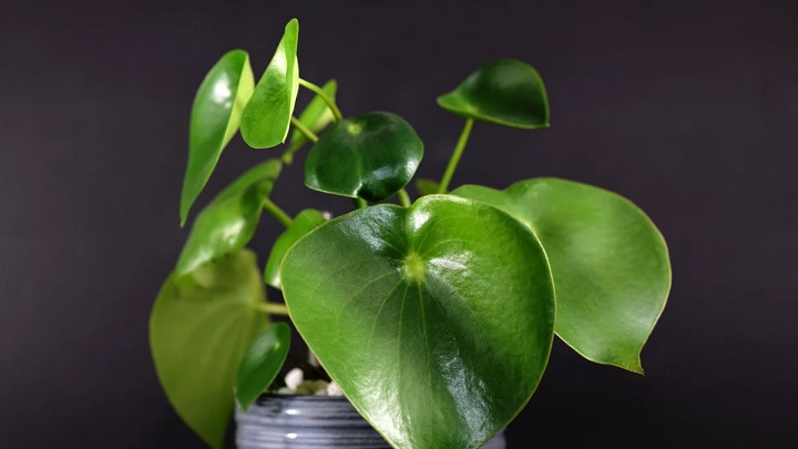 راهنمای کامل نگهداری گل قاشقی در خانه