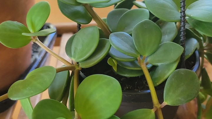 برای رشد سریع گیاه قاشقی این نکات را در نظر بگیرید