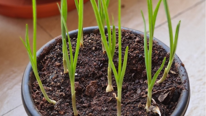 نکاتی که باید در مورد کاشت سیر در خانه بدانید نکاتی که باید در مورد کاشت سیر در خانه بدانید