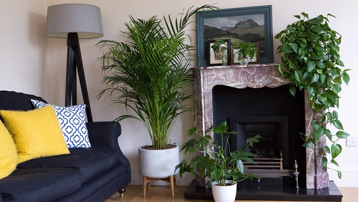 پتوس مرمری از گیاهان مناسب پذیرایی پتوس مرمری از گیاهان مناسب پذیرایی