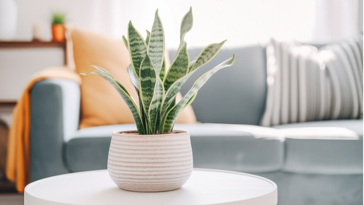 سانسوریا از گیاهان مناسب پذیرایی سانسوریا از گیاهان مناسب پذیرایی