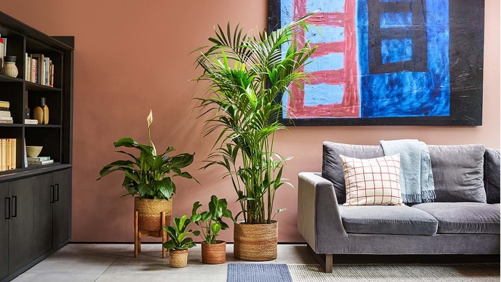 انواع گلهای آپارتمانی مناسب پذیرایی انواع گلهای آپارتمانی مناسب پذیرایی