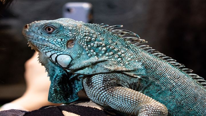 جاهای دیدنی کیش جاهای دیدنی کیش