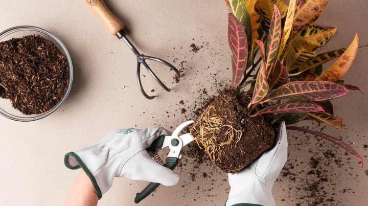 هرس ریشه از راهکارهای حل مشکل تنگی گلدان