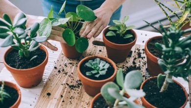 7 گل‌ آپارتمانی برای تکثیر در خانه؛ باغچه کوچکتان را بسازید