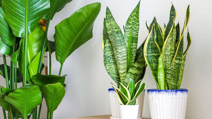 بهترین گیاهان آپارتمانی برای تکثیر در خانه