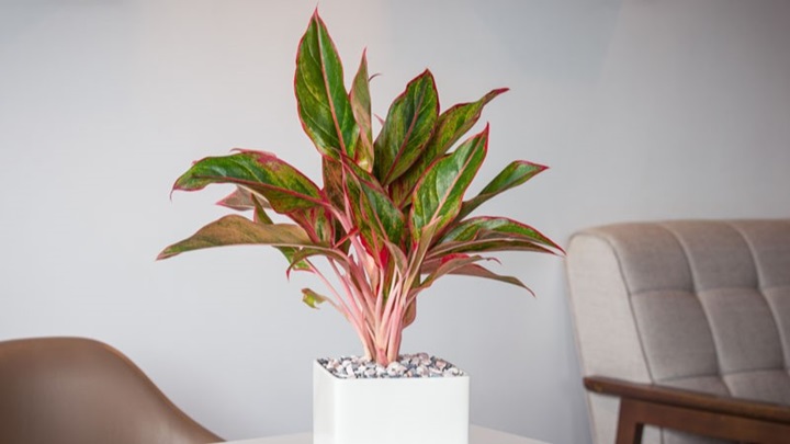 آگلونما؛ از بهترین گیاهان برای تکثیر در خانه