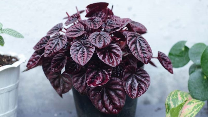 گل قاشقی؛ از بهترین گیاهان برای تکثیر در خانه