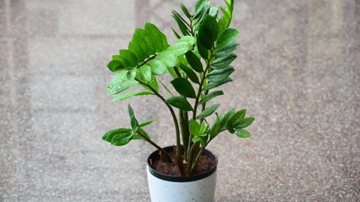 تکثیر گیاه زاموفیلیا در خانه