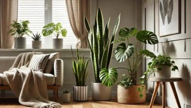 بهترین گل‌های آپارتمانی شیک که در هر خانه‌ای باید باشد